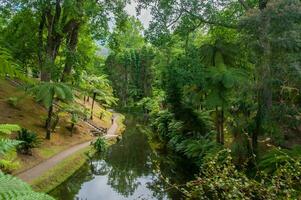 Terra nostra parco nel il azzorre è un' grande botanico giardino con un' enorme varietà di impianti e alberi e con laghi, flussi e un' piscina di vulcanico origine. foto