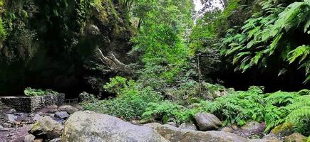 los tilos foresta su il isola di la palma, un' posto di indescrivibile bellezza foto