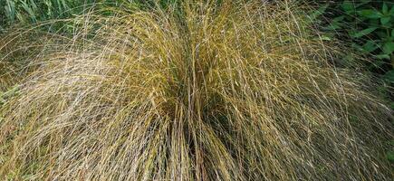 dettaglio di il Birmingham botanico giardini foto