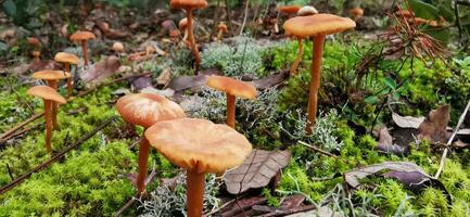 dettaglio di un' selvaggio funghi nel loro naturale ambiente foto