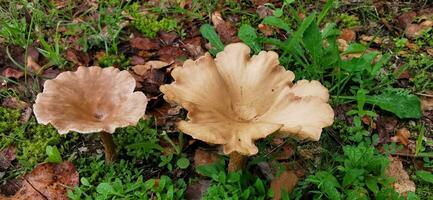 dettaglio di un' selvaggio funghi nel loro naturale ambiente foto