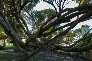 melaleuca armillare è un' molto grande albero, con grande rami, originariamente a partire dal Australia foto