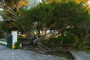 melaleuca armillare è un' molto grande albero, con grande rami, originariamente a partire dal Australia foto