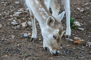 cervo nel un' natura Riserva nel Canada foto