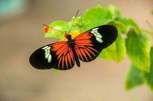 il bellezza di il colori e modello di un' farfalla foto