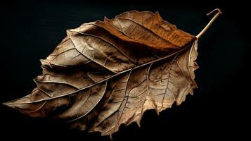 vivace autunno vecchio asciutto foglia su nero sfondo. ai generato foto