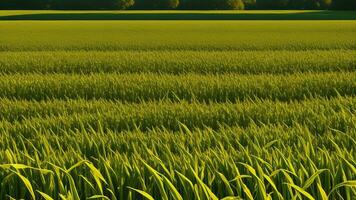 verde colonne di sviluppato Mais su un' privato agraria campo. ai generato foto