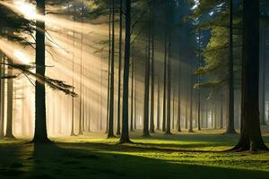 un' calma mattina vedere di un' nebbioso timberland con barre di luce del sole entrata attraverso il alberi. ai generato foto