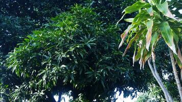 verde le foglie di Mango alberi nel il giardino su un' soleggiato giorno. foto