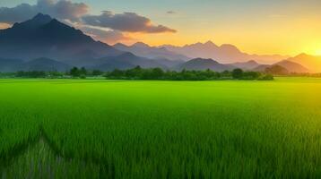 verde riso campo paesaggio e tramonto. ai generato foto