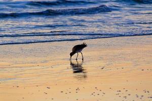 tramonto a playa del rosarito - spiaggia di rosarito, messico 2019 foto