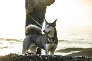 cane in spiaggia - newport ca 2018 foto