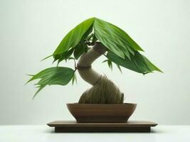 bellissimo costoso Bonsai albero su bianca sfondo ai generato foto