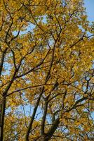 arancia giallo autunno le foglie su cielo sfondo. autunno stagione, ottobre, novembre tempo foto