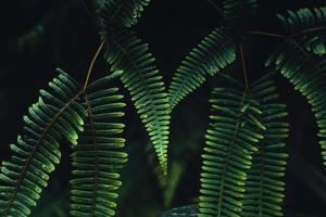 foglie di felce scure nella stagione delle piogge tropicali