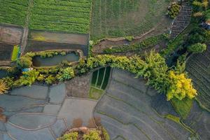 giovane pianta di riso nella forma del campo sopra foto