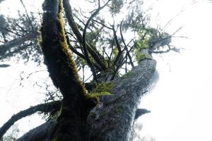 alberi e felci nella foresta del giorno di pioggia foto