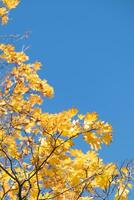 arancia giallo autunno le foglie su cielo sfondo. autunno stagione, ottobre, novembre tempo foto