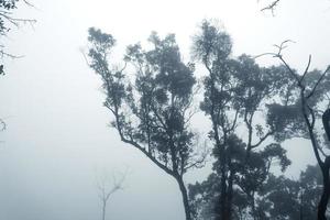 foresta nella nebbiosa giornata di pioggia, felci e alberi foto