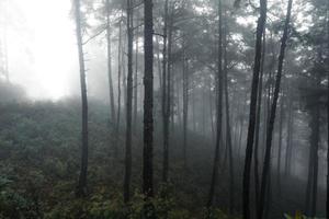 foresta nella nebbiosa giornata di pioggia, felci e alberi foto