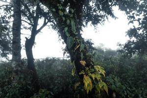 foresta nella nebbiosa giornata di pioggia, felci e alberi foto