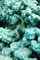 pesce serpente sottile che nuota tra i coralli foto