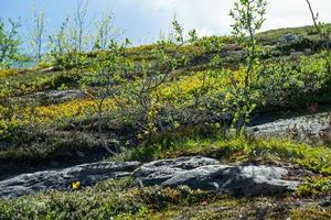 paesaggio naturale con alberi e vegetazione nella tundra foto