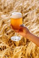 bicchiere di birra nel mano contro il sfondo di Grano campo foto