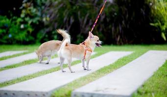 simpatico cagnolino che cammina nell'erba davanti alla casa. foto