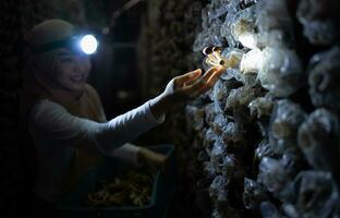 ritratto di un' giovane asiatico musulmano donna Lavorando a un' fungo fabbrica, raccolta maturo di funghi nel fungo Casa. foto