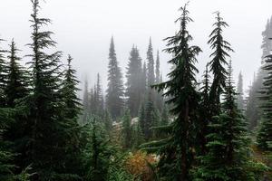 ambiente nebbioso della pineta nella stagione fredda dell'inverno. foto