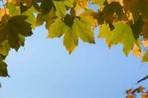 arancia verde autunno le foglie su cielo sfondo. autunno stagione, ottobre tempo foto