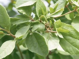 ashwagandha pianta, withania sonnifera, conosciuto comunemente come ashwagandha suo radici e rosso-arancio frutta avere stato Usato per centinaia di anni per medicinale scopi immunità ripetitore foto