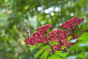 rosso ago fiore, piccolo petali nel il giardino, bangkok, Tailandia foto