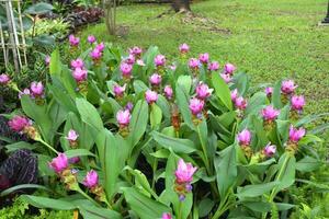 campo di bellissimo Cracovia fiori fioritura nel chatuchak tailandese parco foto