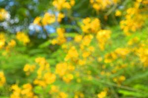 giallo, arancia, pavone fiori fioritura meravigliosamente nel il giardino, bangkok, Tailandia. foto