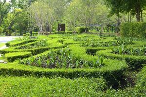 giardino decorazione, bellissimo alberi nel chatuchak tailandese giardino foto