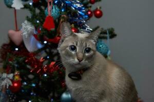 utente curioso grigio gatto seduta nel davanti di il Natale albero con un' grigio parete nel il sfondo foto