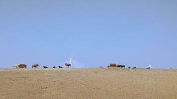 un' incontro pieno di contrasti. andaluso cavalli e tori prendere il sole con termoelettrico energia pianta torri nel il sfondo. foto