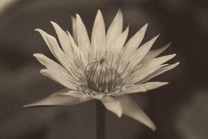 stretta di fiore di loto foto