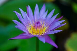 stretta di fiore di loto foto