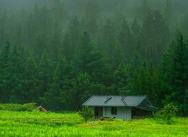 Casa nel il mezzo di il foresta nel il piovoso stagione foto