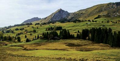 un' erboso campo foto