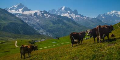 paesaggio di il Alpi nel Francia nel estate foto