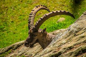 un' capra in piedi su un' roccioso pendio foto