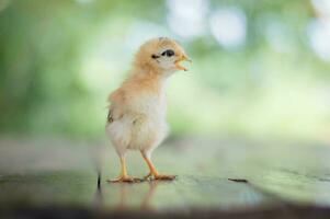 un' piccolo bambino pollo in piedi su un' di legno pavimento foto