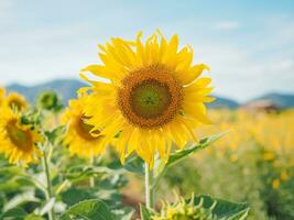 vicino su girasole nel il girasole archiviato foto