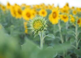 vicino su girasole germoglio nel girasole archiviato foto