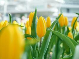 tulipano giallo in giardino foto