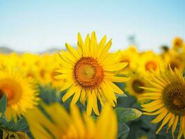 vicino su girasole nel il girasole archiviato foto